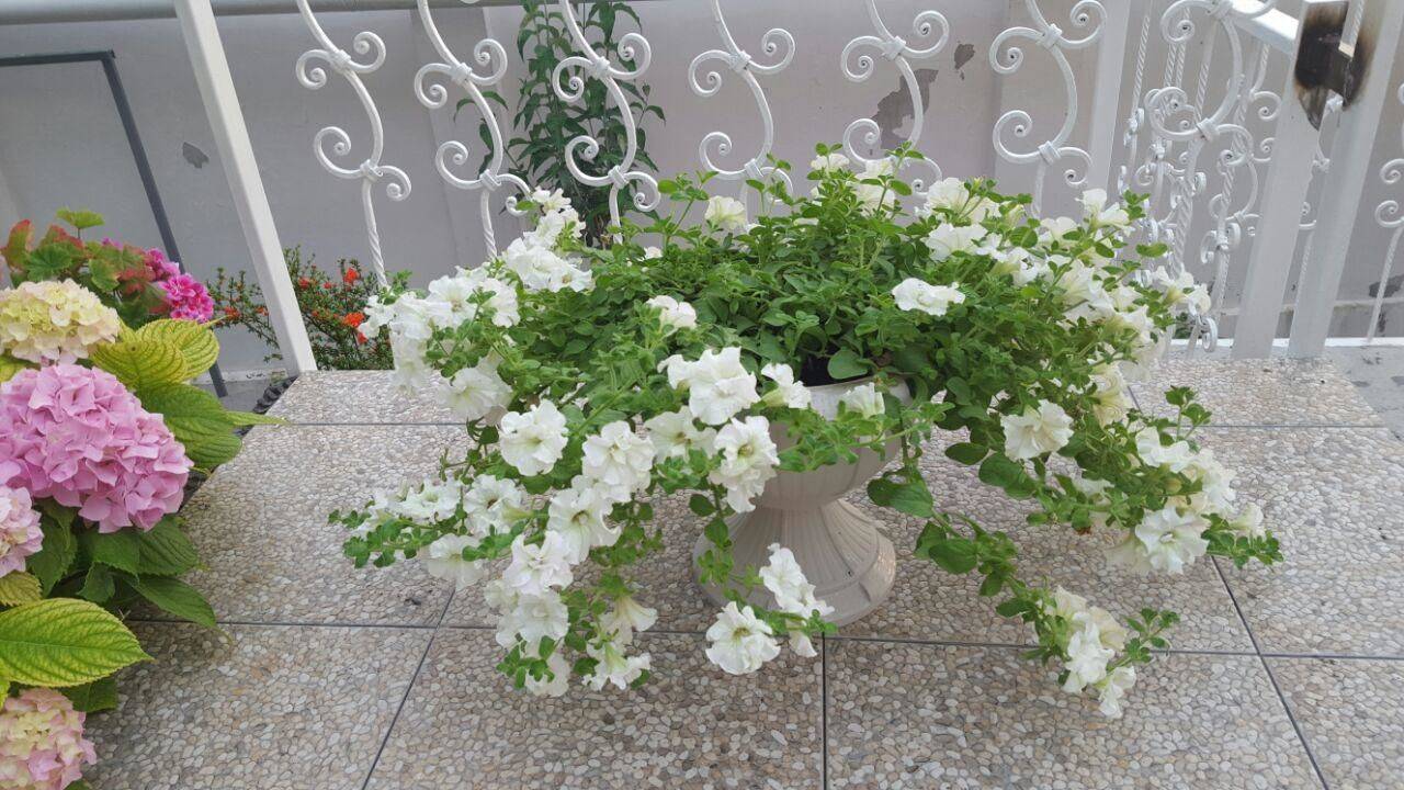 Фото Гостевого дома Мини-Отель Сандра Лазаревское 19